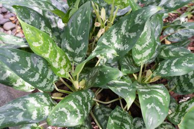 Yeşil yaprakların güzel beyaz bir deseni var. Yazın aydınlık bir gündü. İnsan yok. Yakın plan çekim. yeşil arkaplan