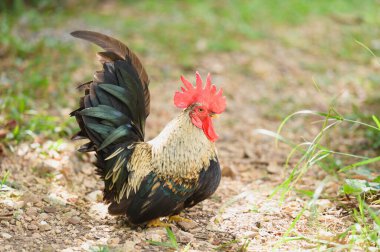 Küçük renkli bantam horoz, yeşil çimenlerin yanındaki çakıl zeminde gururla duruyor, parlak kırmızı tarak artı altın tüyler sergiliyor, güneşli doğal çiftlik ortamının içine bakarken.