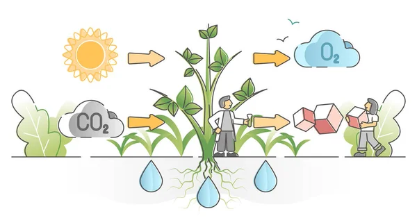 Fotosyntéza proces s rostlinami koncepce absorpce oxidu uhličitého obrysu — Stockový vektor