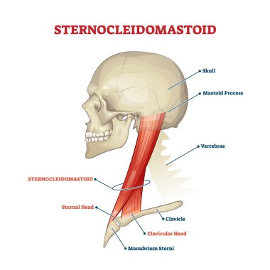Sternokleidomastoid servikal kas. Eğitim anatomik şeması etiketli.