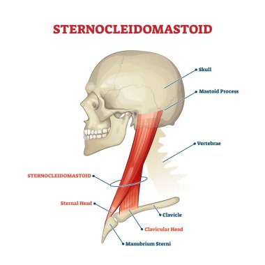 Sternocleidomastoid cervical muscle labeled educational anatomical scheme clipart