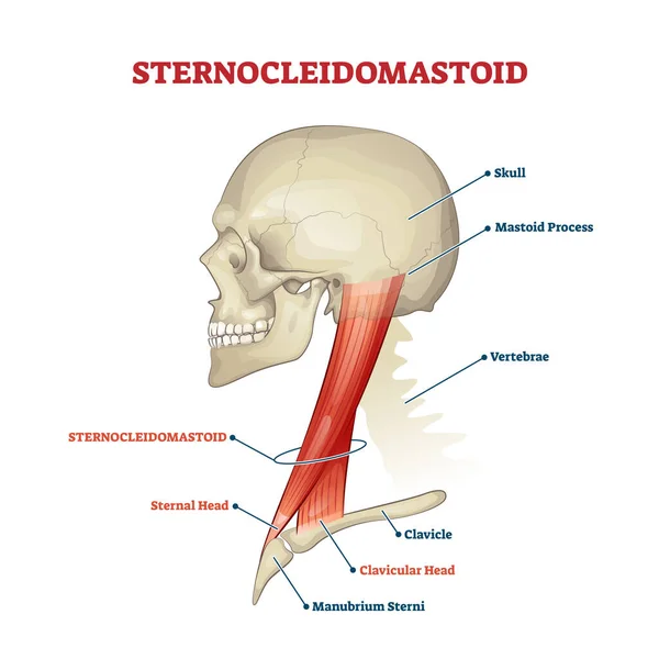 Esquema anatómico educativo marcado músculo cervical esternocleidomastoideo — Archivo Imágenes Vectoriales