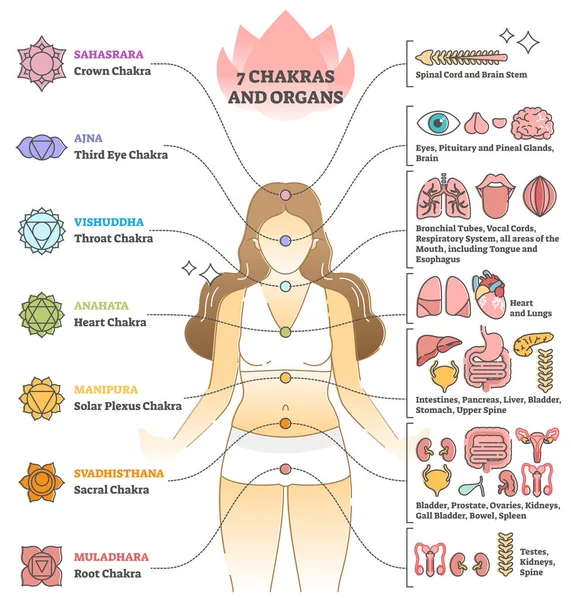 7 chakras and organs explanation as holistic healing basics outline concept — Stock Vector