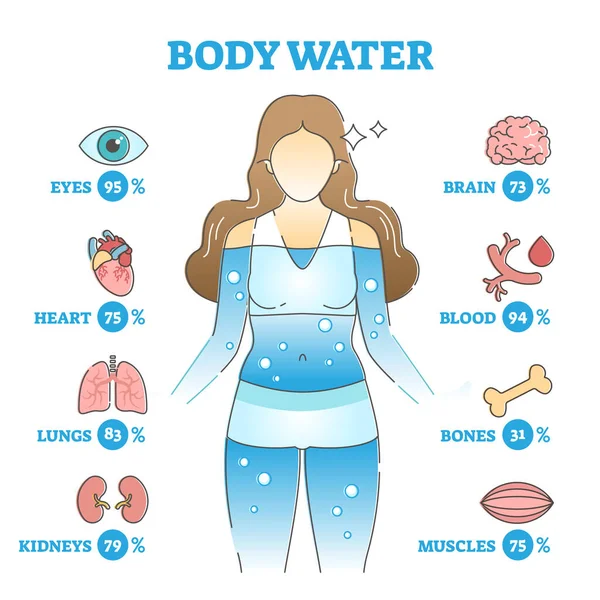 Lichaamswater als anatomisch menselijk orgaan vloeistofbalans en gebruik overzicht concept — Stockvector