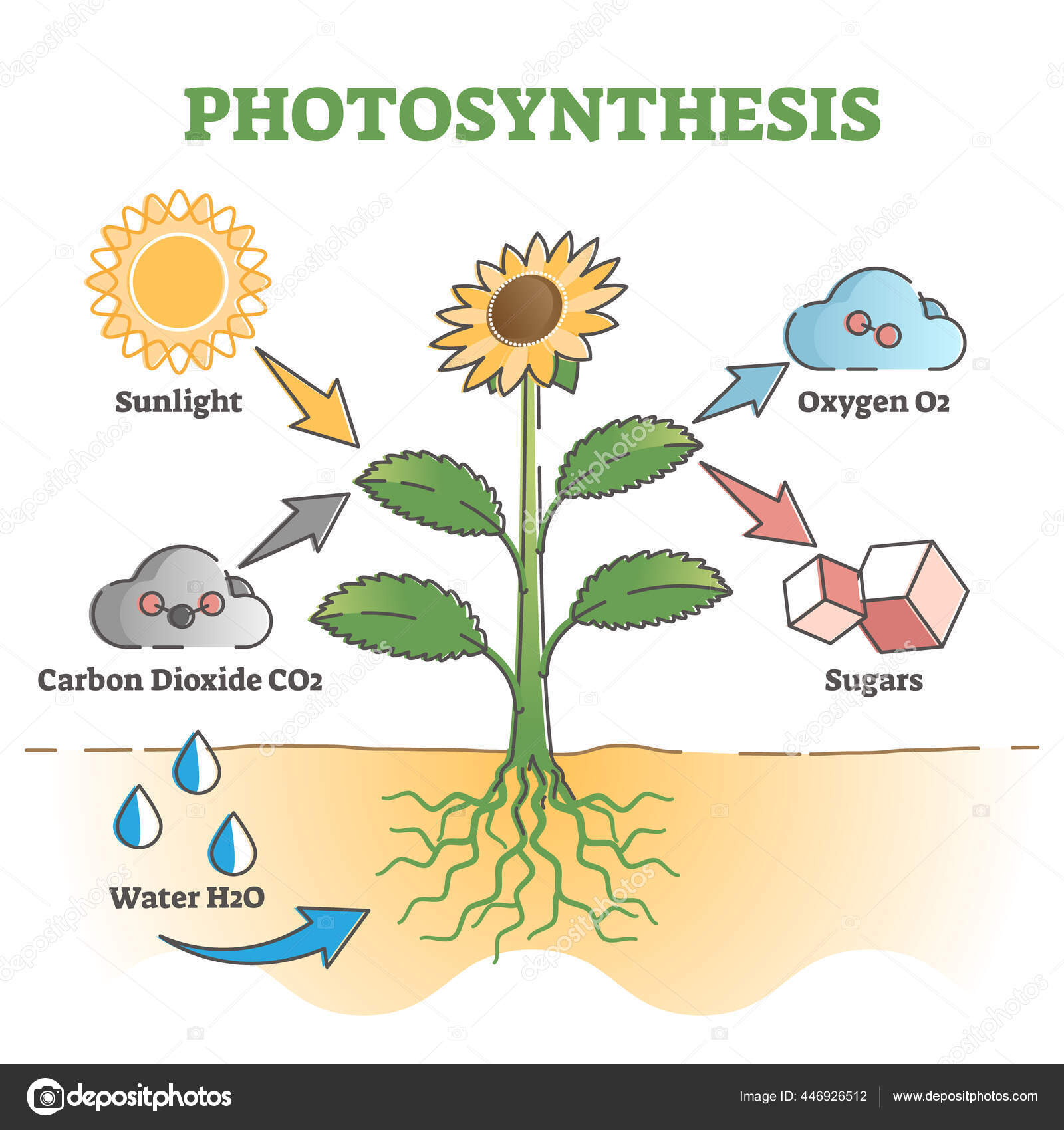 Photosynthesis diagram process symbolic explanation scheme outline
