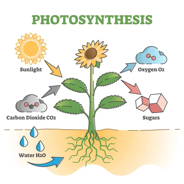 Diagramma di fotosintesi processo schema di spiegazione simbolico schema concetto di contorno — Vettoriale Stock