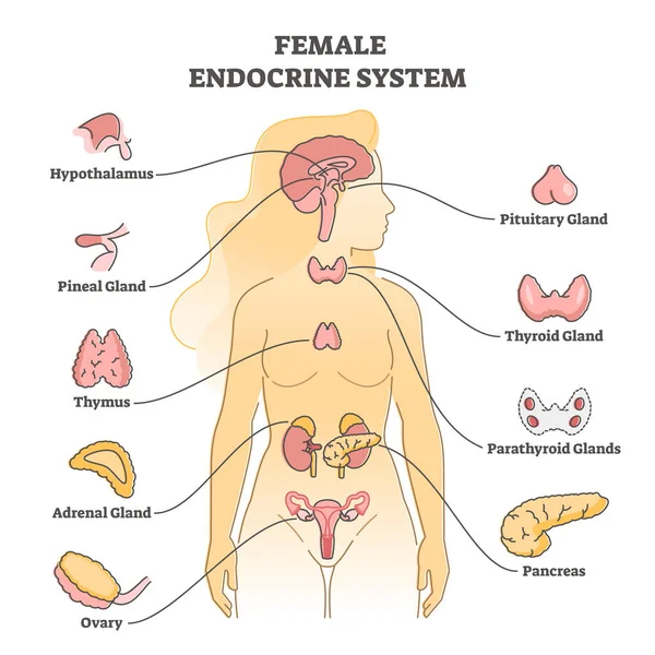 Weibliches endokrines System mit inneren Drüsen, Bauchspeicheldrüse und Eierstockumrissen — Stockvektor