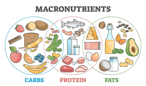 Macronutrientes dieta educacional com carboidratos, proteínas e gorduras esboço conceito — Vetor de Stock