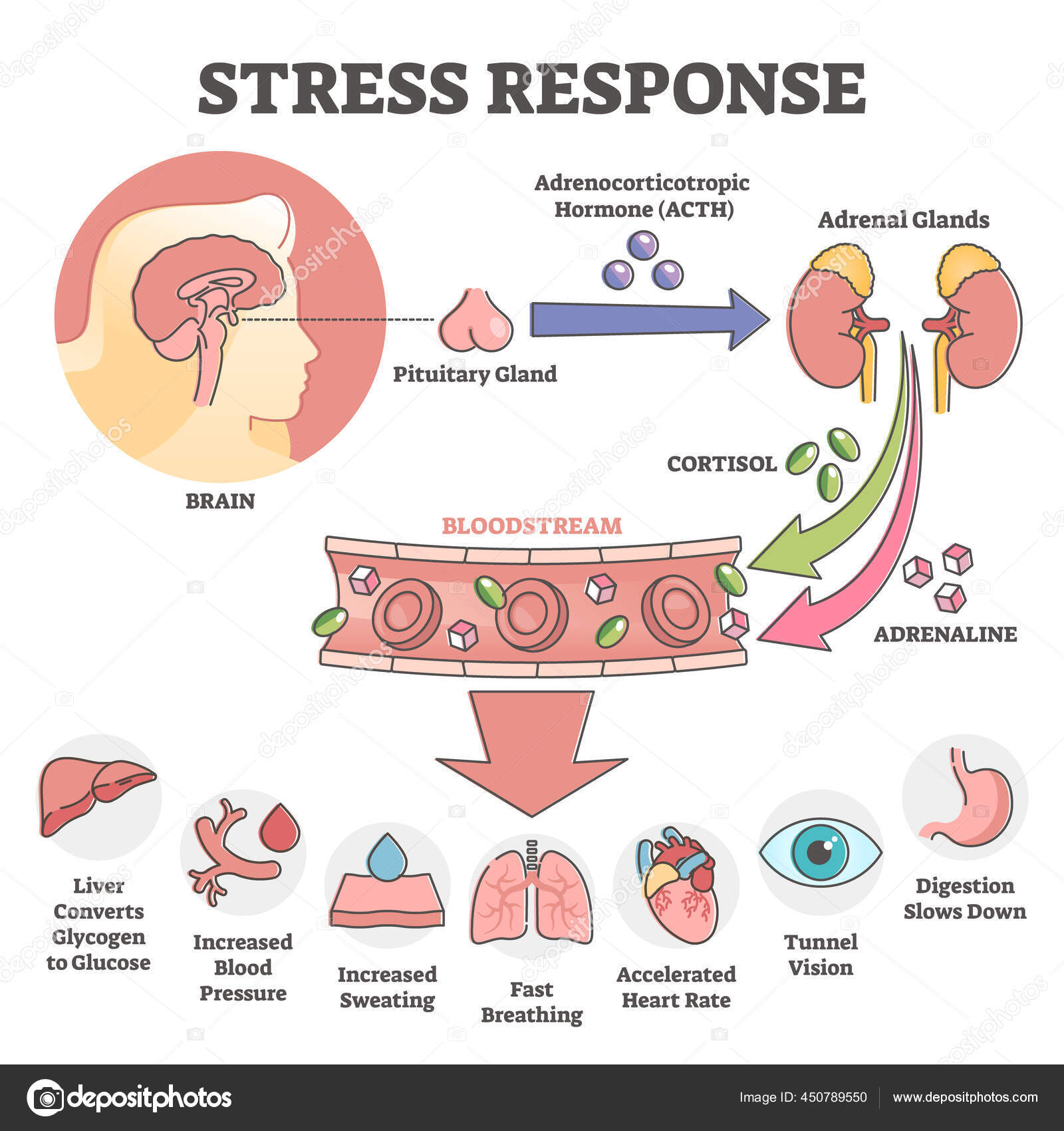 Esquema Anat mico De Resposta Ao Estresse Com Conceito De Contorno De free-flow-chart-templates-to-edit-online