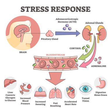 Stres tepkisi anatomik şeması ve iç reaksiyon konsepti.