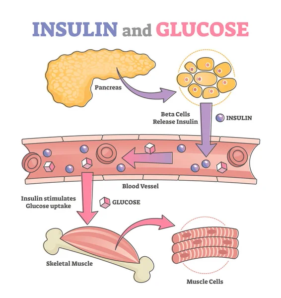 İnsülin ve glikoz serbest bırakma yönetmeliği eğitim şeması ana hatları kavramı