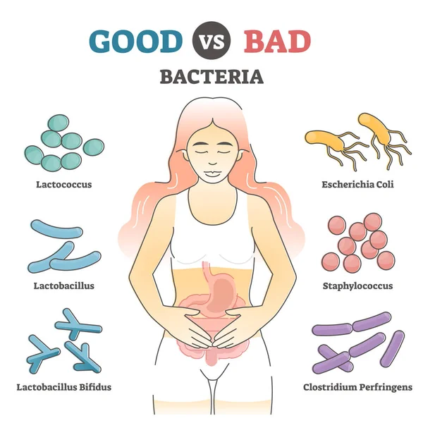 Bonnes vs mauvaises bactéries comme exemples de flore intestinale dans le schéma de contour éducatif — Image vectorielle