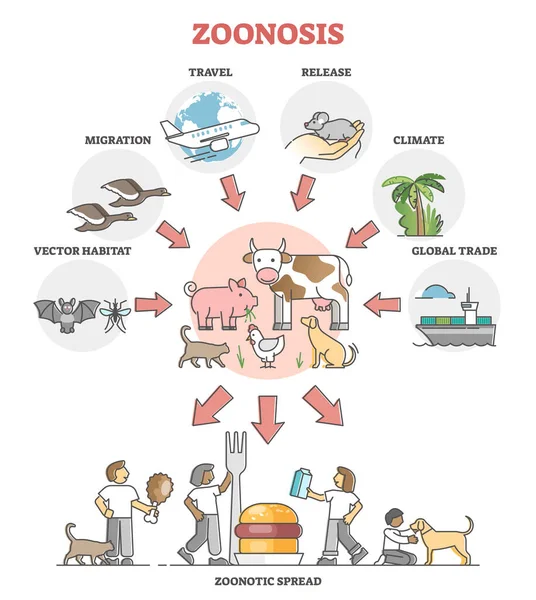 Zoonosis enfermedad infecciosa transferencia de animal a humano esquema diagrama — Archivo Imágenes Vectoriales