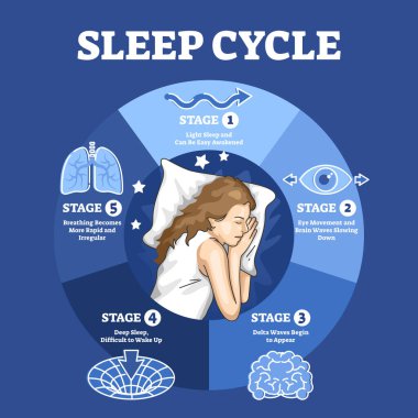 Etiketli gece aşamaları ve aşamalı açıklama diyagramı ile uyku döngüsü