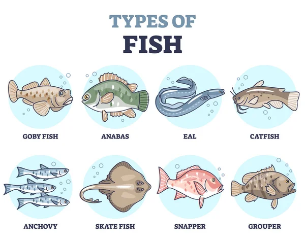 물에 사는 야생 동물 종으로서의 물고기 의유 형들은 다양 한 집합체의 윤곽을 이룬다 — 스톡 벡터