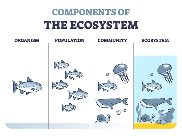 Bestandteile des Ökosystems als Organismus, Population und Gemeinschaft skizzieren Diagramm — Stockvektor