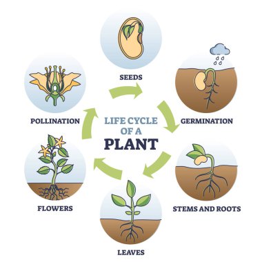 Bitkinin yaşam döngüsü, tohumların biyolojik etiketli diyagramda büyümesi.