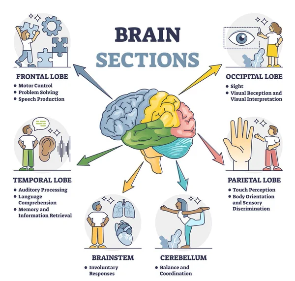 Sekcje mózgu i funkcje części narządów na etykietowanym schemacie anatomicznym — Wektor stockowy