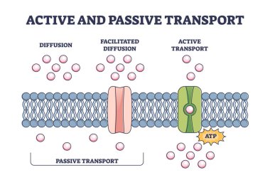 Active and passive transport as molecules ATP movement in outline diagram clipart