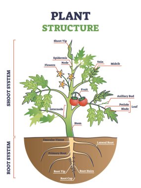 Kök, gövde ve yaprak anatomik bölüm diyagramına sahip bitki yapısı