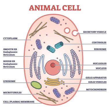 Etiketli anatomik yapı bölümleri olan hayvan hücresi şeması ana hatları çizer