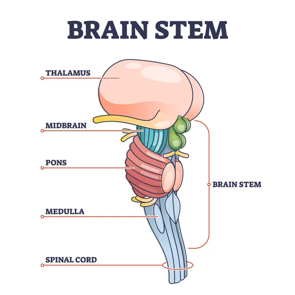 Część pnia mózgu model anatomiczny w edukacyjnym diagramie — Wektor stockowy