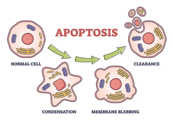 Etapas del proceso de apoptosis como muerte celular programada en diagrama de contorno etiquetado — Archivo Imágenes Vectoriales