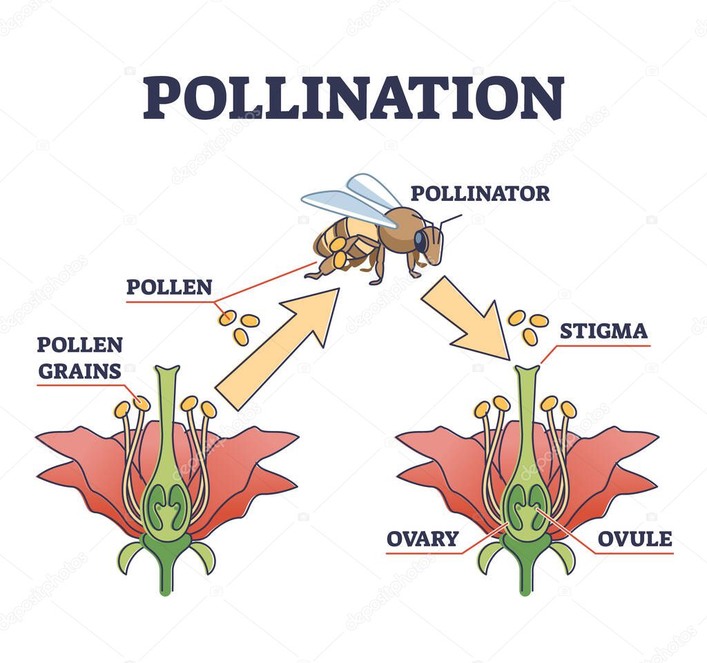 Pollination as plant reproduction and vegetation process outline diagram
