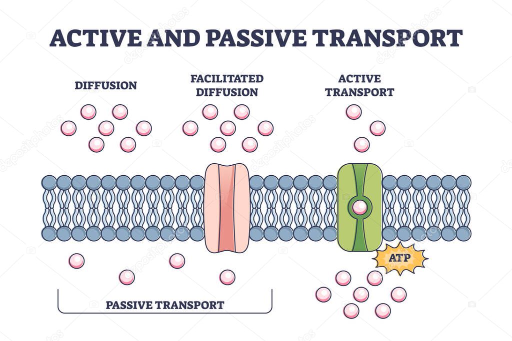 Active and passive transport as molecules ATP movement in outline diagram