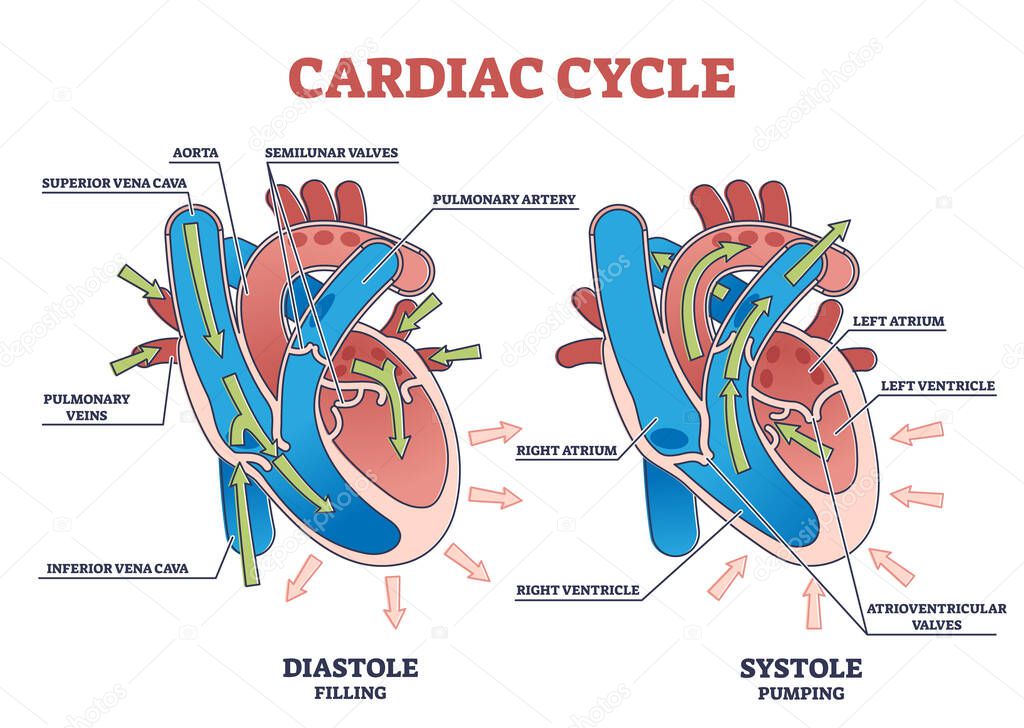 Cardiac cycle with heart diastole and systole process labeled outline diagram