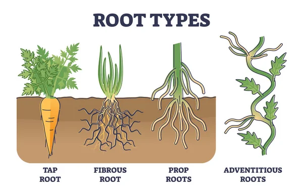 Root types examples in soil from side view in biological outline diagram — Stock Vector