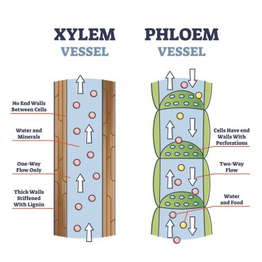 Xylem ve phloem su ve mineral taşıma sistemi şeması