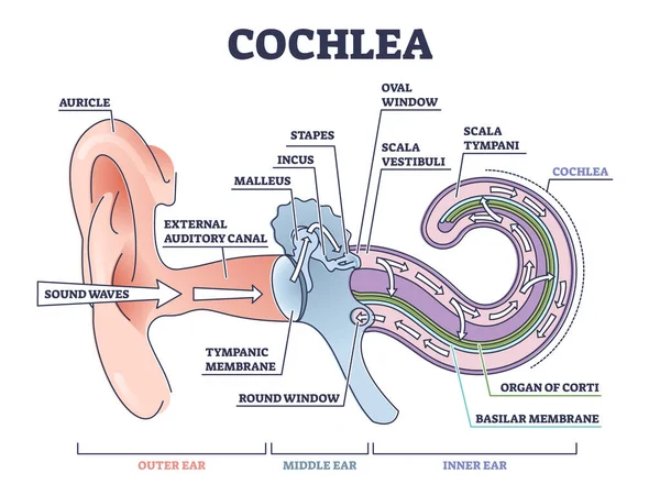 Estructura anatómica de la oreja de Cochlea con la descripción de las partes del órgano esquema diagrama — Archivo Imágenes Vectoriales