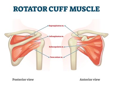 Rotator cuff muscle with anatomical posterior and anterior view expample clipart