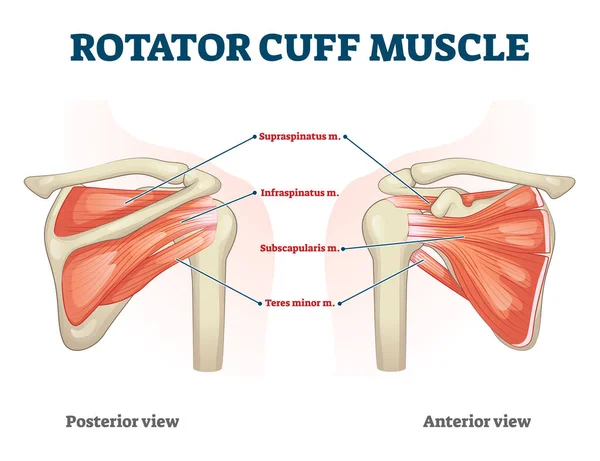 Muscle de manchette rotatif avec vue anatomique postérieure et antérieure expample — Image vectorielle