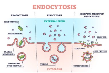 Anatomik anahat diyagramında hücre kenarına yakın görünüm ile endoksitozis işlemi