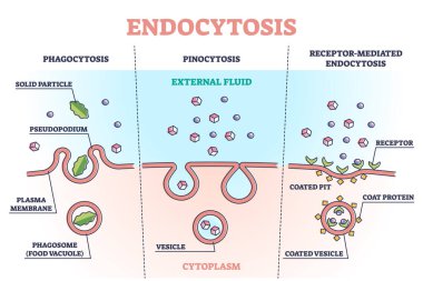 Endocytosis process with closeup cell side view in anatomical outline diagram clipart
