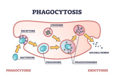 Hücresel yutma ve eleme işlemi şeması olarak Phagocytosis
