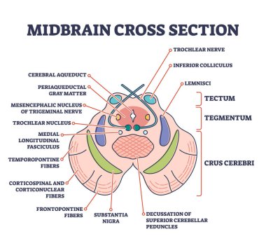 Midbrain cross section with labeled brain structure parts outline diagram clipart