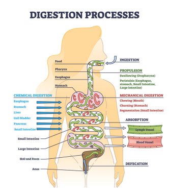 Sindirim işlemleri ve genel gastrointestinal organ şeması.