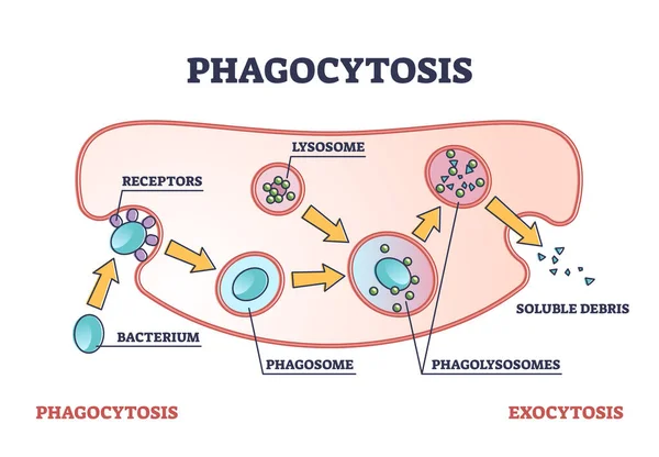 Phagocytosis as cellular ingesting and eliminating process outline diagram — Stock Vector