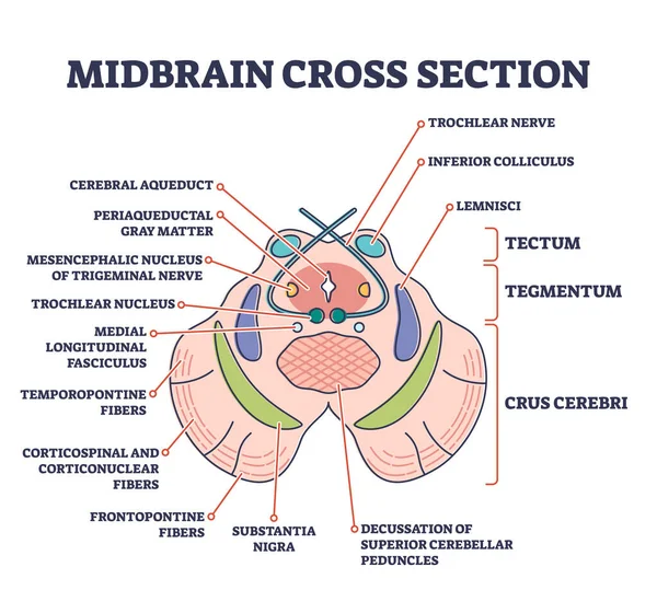 Sección transversal del cerebro medio con partes marcadas de la estructura cerebral diagrama de contorno — Vector de stock