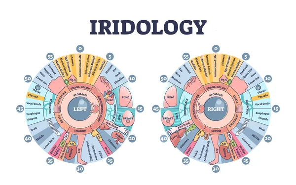 Iridológia mint a szem szivárványhártyájának monitorozása és a betegség diagnosztikája vázlatdiagram — Stock Vector