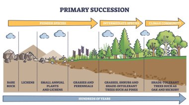 Birincil veraset ve ekolojik büyüme süreci ana diyagramı aşamalar