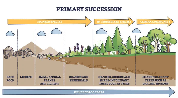 Primary succession and ecological growth process stages outline diagram — Stock Vector