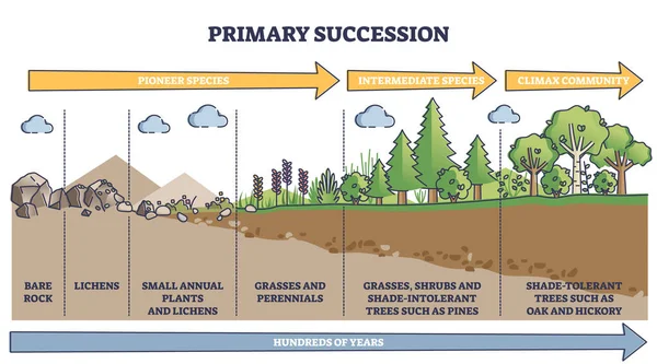 Esquema de las etapas del proceso de sucesión primaria y crecimiento ecológico — Archivo Imágenes Vectoriales