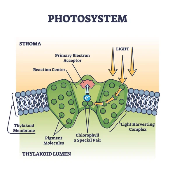 Processus photosystème comme absorption chimique de la lumière dans les plantes schéma de contour — Image vectorielle