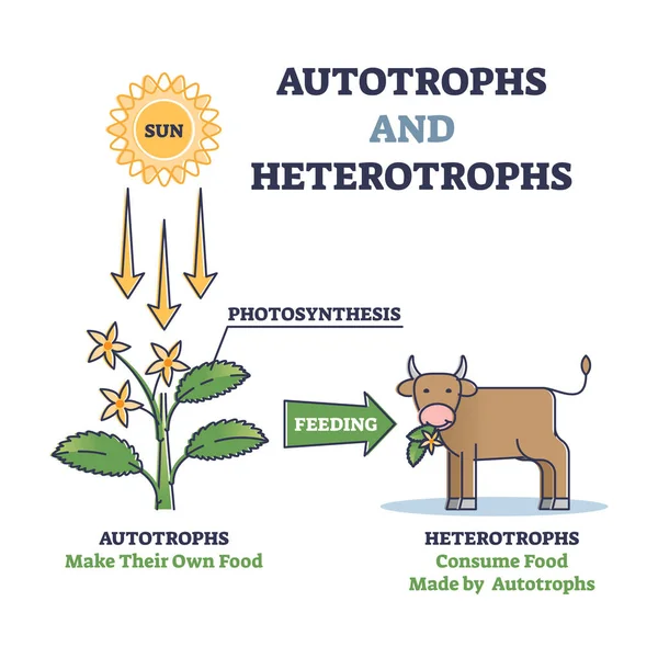 Autotrophs 및 heterotrophs 자연 에너지 소스 분할 윤곽 다이어그램으로 — 스톡 벡터