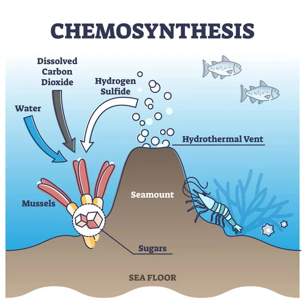 Proces chemosyntezy z energią ze schematu hydrotermicznego otworu wentylacyjnego — Wektor stockowy