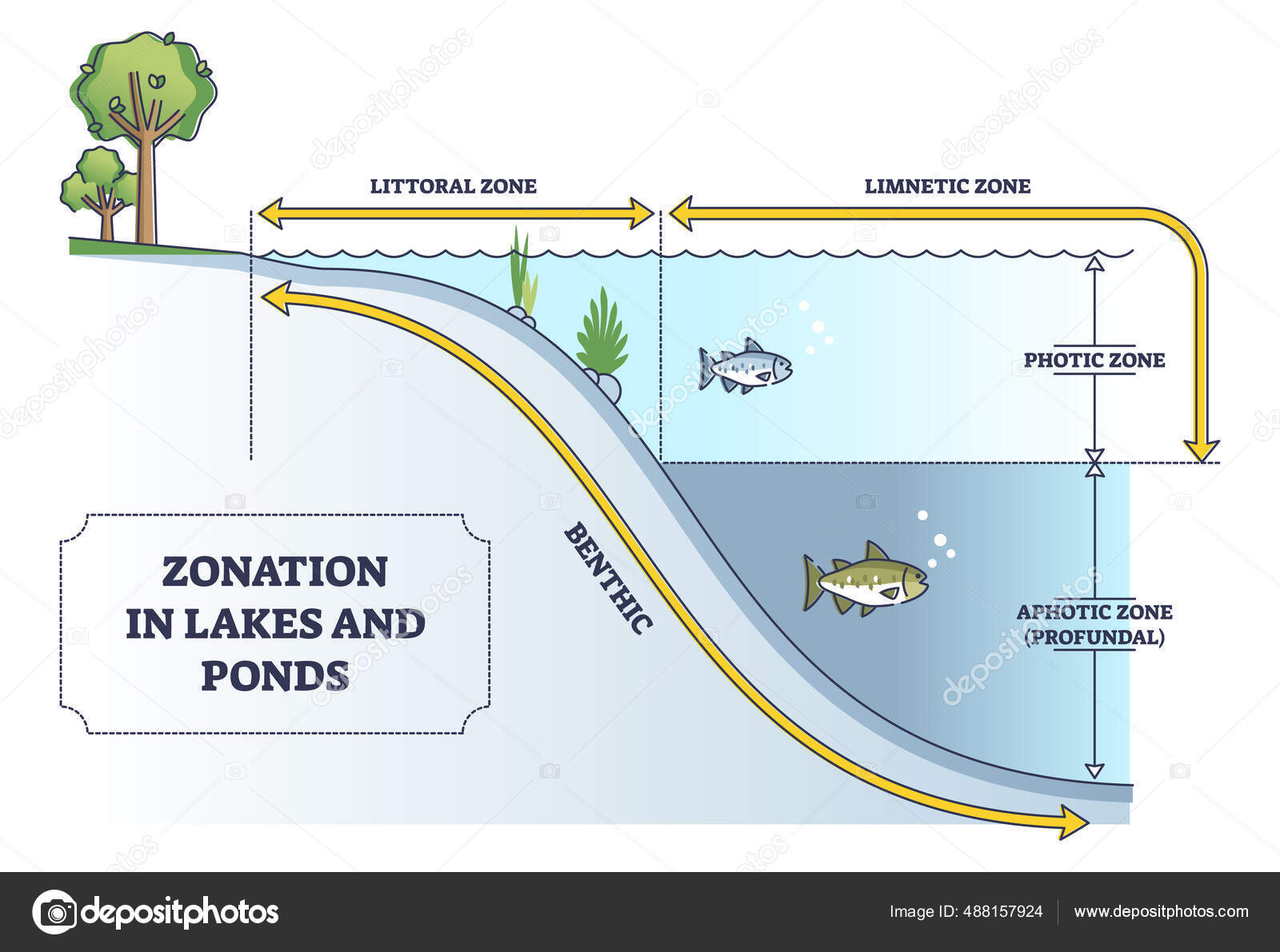 Zonación en lagos y estanques como niveles educativos de agua dulce ...